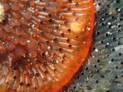 Image of Red ripple bryozoan