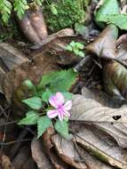 Image of Impatiens pseudoviola Gilg