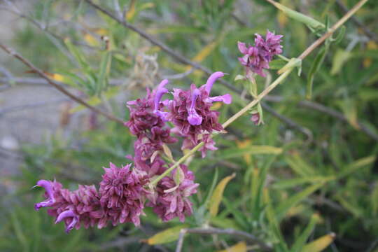 صورة Salvia canariensis L.