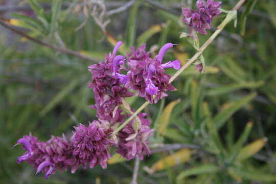 صورة Salvia canariensis L.