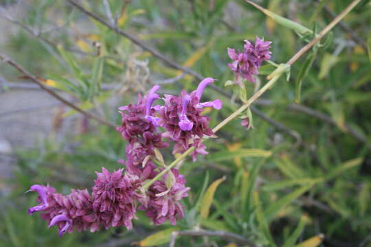 صورة Salvia canariensis L.