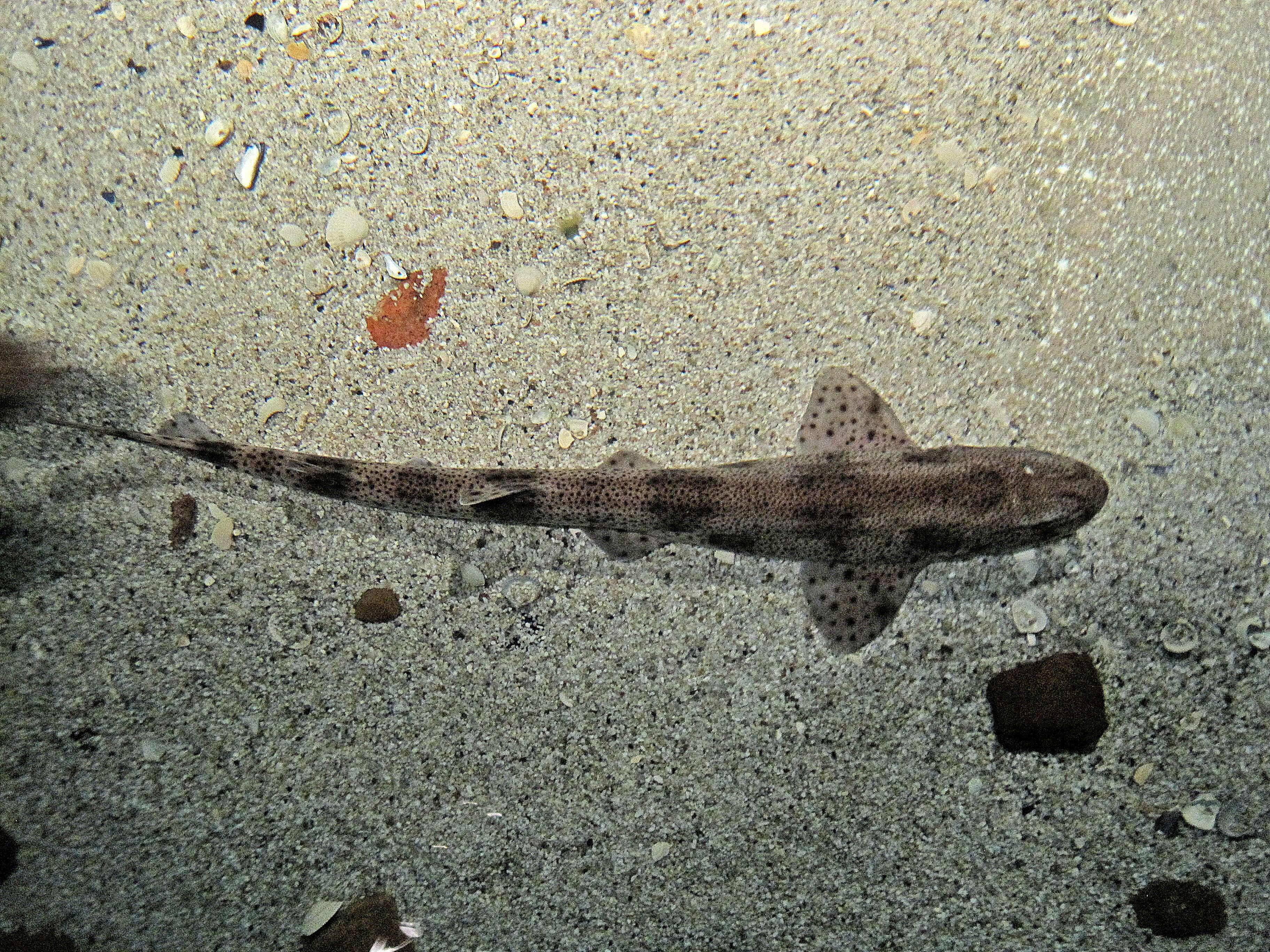 Image of Lesser Spotted Dogfish