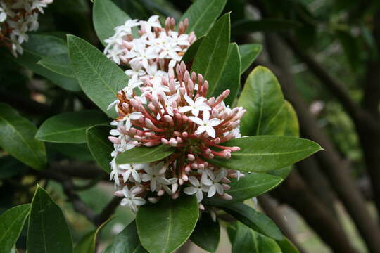 Image of Acokanthera oblongifolia (Hochst.) Benth. & Hook. fil. ex B. D. Jacks.