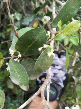 Image of Noronhia foveolata subsp. tomentella (I. Verd.) Hong-Wa & Besnard