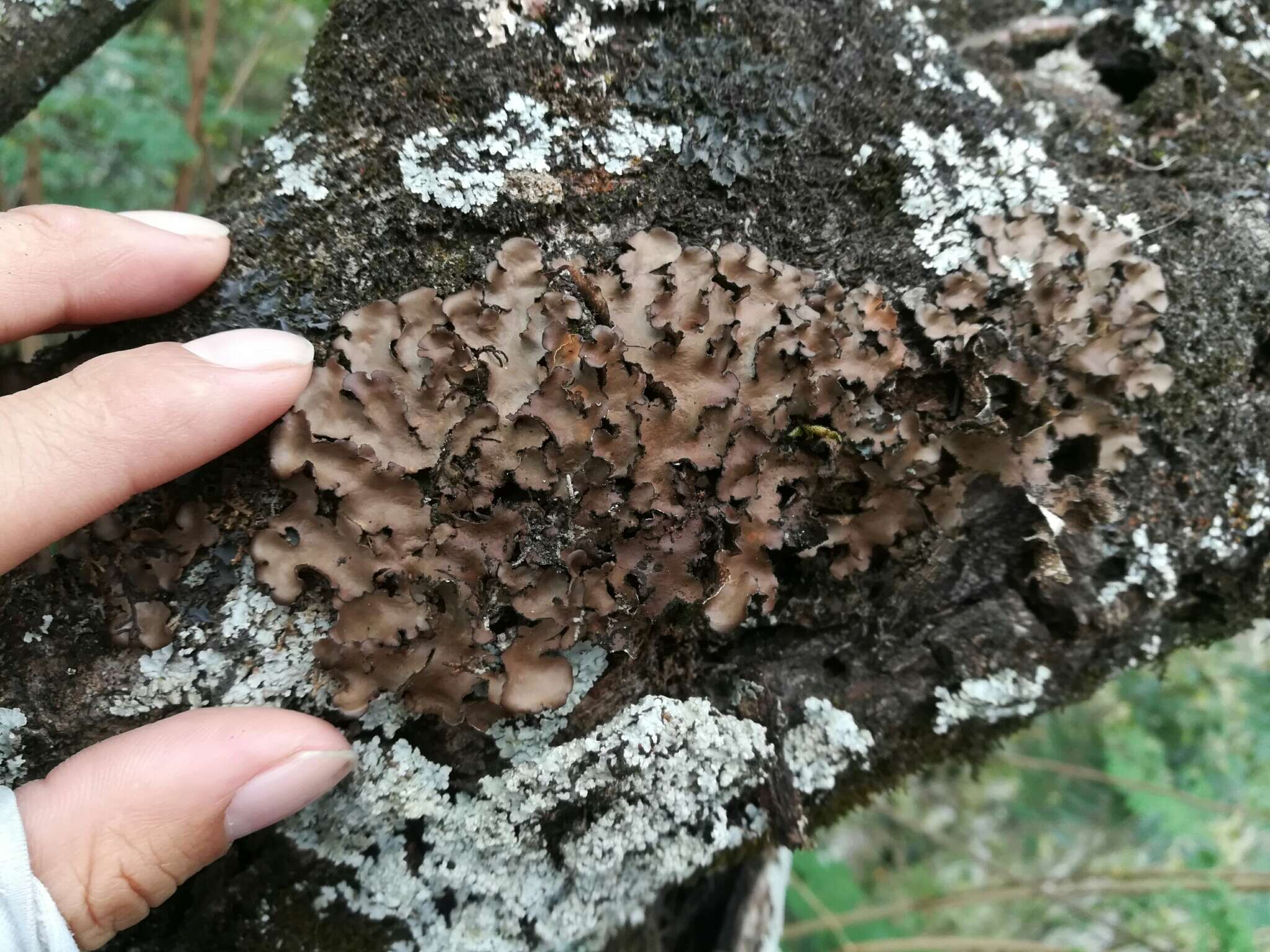 Image of Beauvois' spotted felt lichen