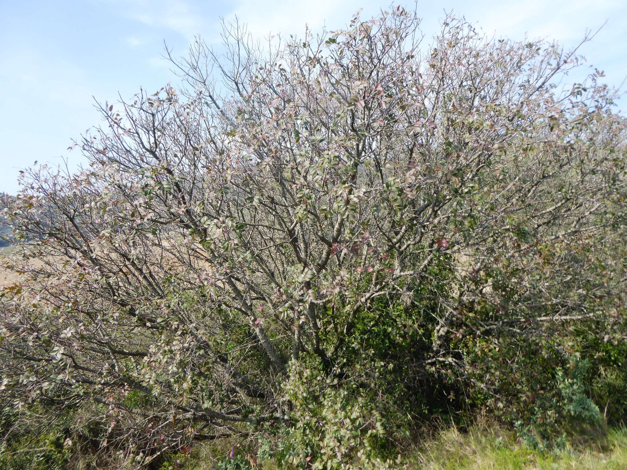 Image de Pistacia saportae Burnat