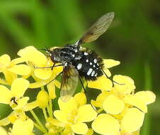 Image of Bombylella atra (Scopoli 1763)
