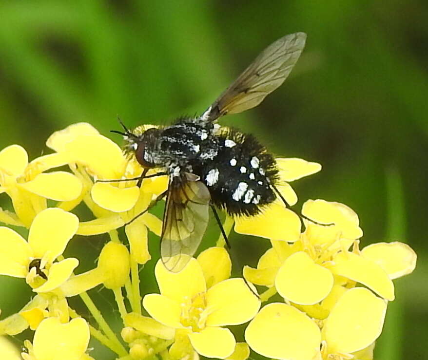 Image of Bombylella atra (Scopoli 1763)