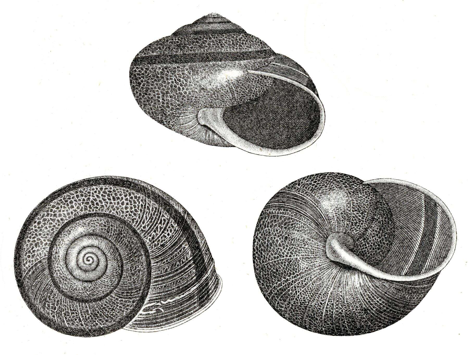 Image of Helminthoglypta tudiculata (Binney 1843)