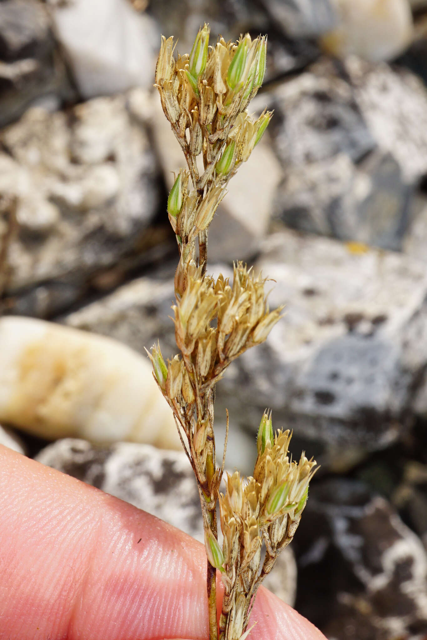 صورة Minuartia mucronata (L.) Schinz & Thell.