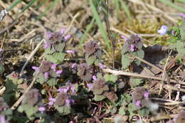 Image of purple archangel