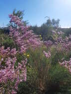 Image of Limonium caesium (Girard) O. Kuntze