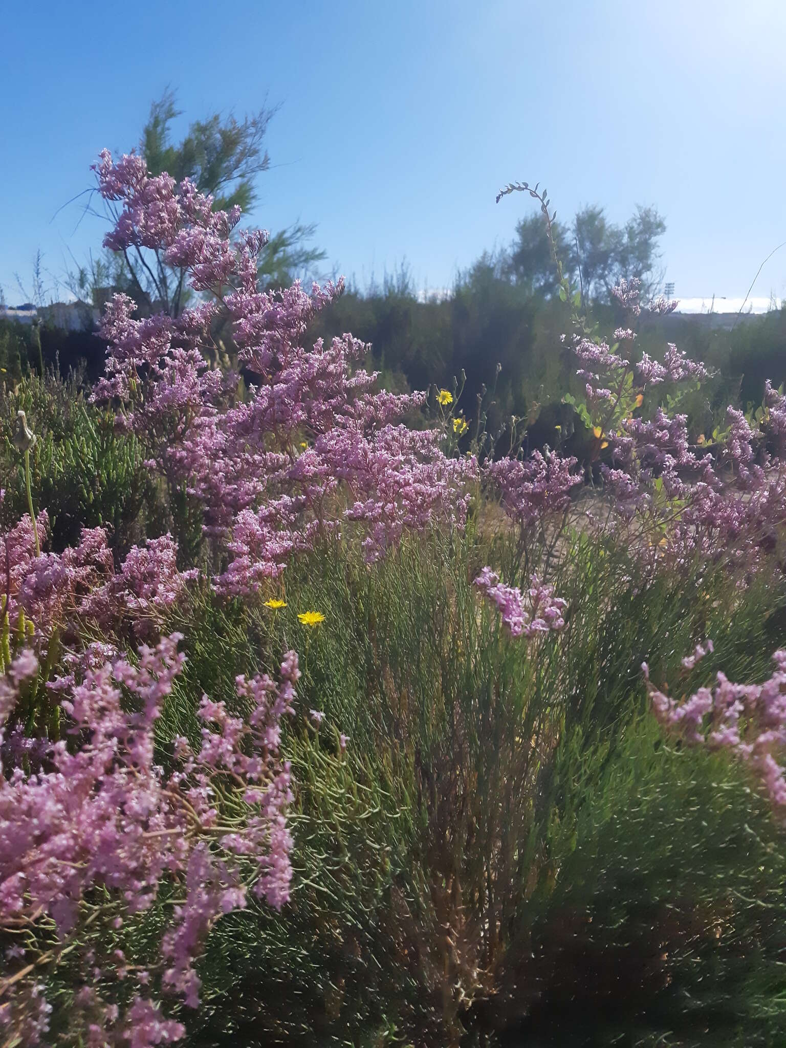 Image of Limonium caesium (Girard) O. Kuntze