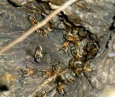 Слика од Apis mellifera scutellata