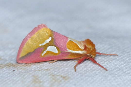 Image of gold moths