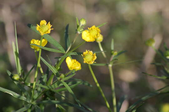 Image of Goldilocks Buttercup