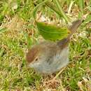 Image of Cisticola fulvicapilla fulvicapilla (Vieillot 1817)