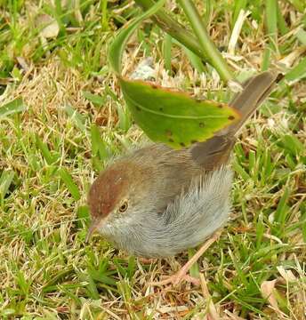 Imagem de Cisticola fulvicapilla fulvicapilla (Vieillot 1817)