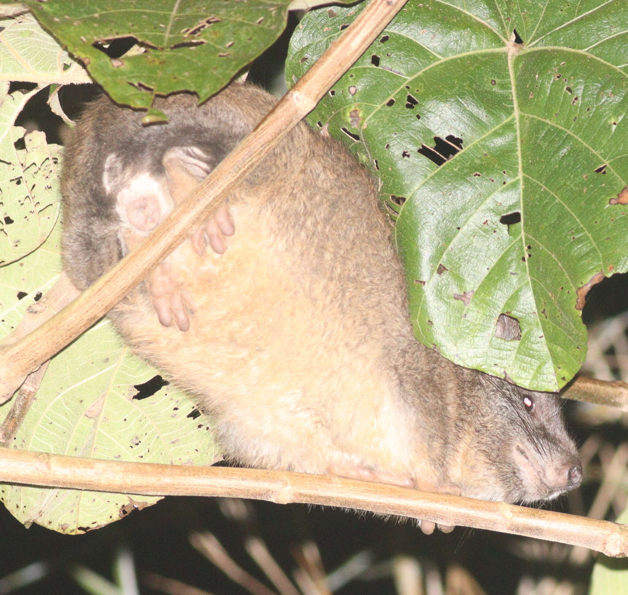 Image of Tree hyrax