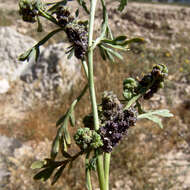 Image of Creeping Watercress