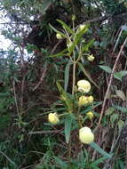 Image of Calceolaria hyssopifolia Kunth