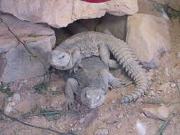 Uromastyx aegyptia (Forskal 1775)的圖片