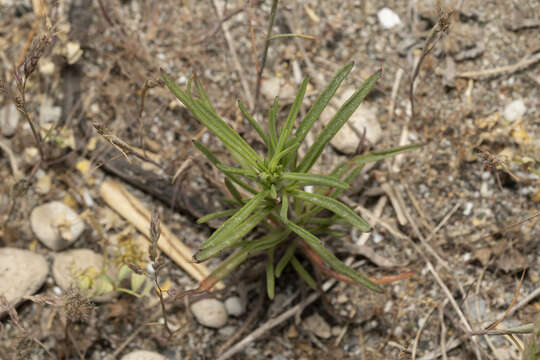 Image of Plantago sect. Psyllium