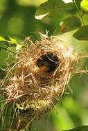 Image of Golden-bellied Gerygone