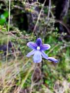 Image of Veined sun orchid