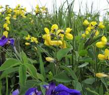 Image of Thermopsis lupinoides (L.) Link