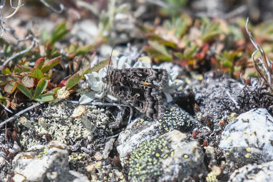 Image of Alticola Looper Moth