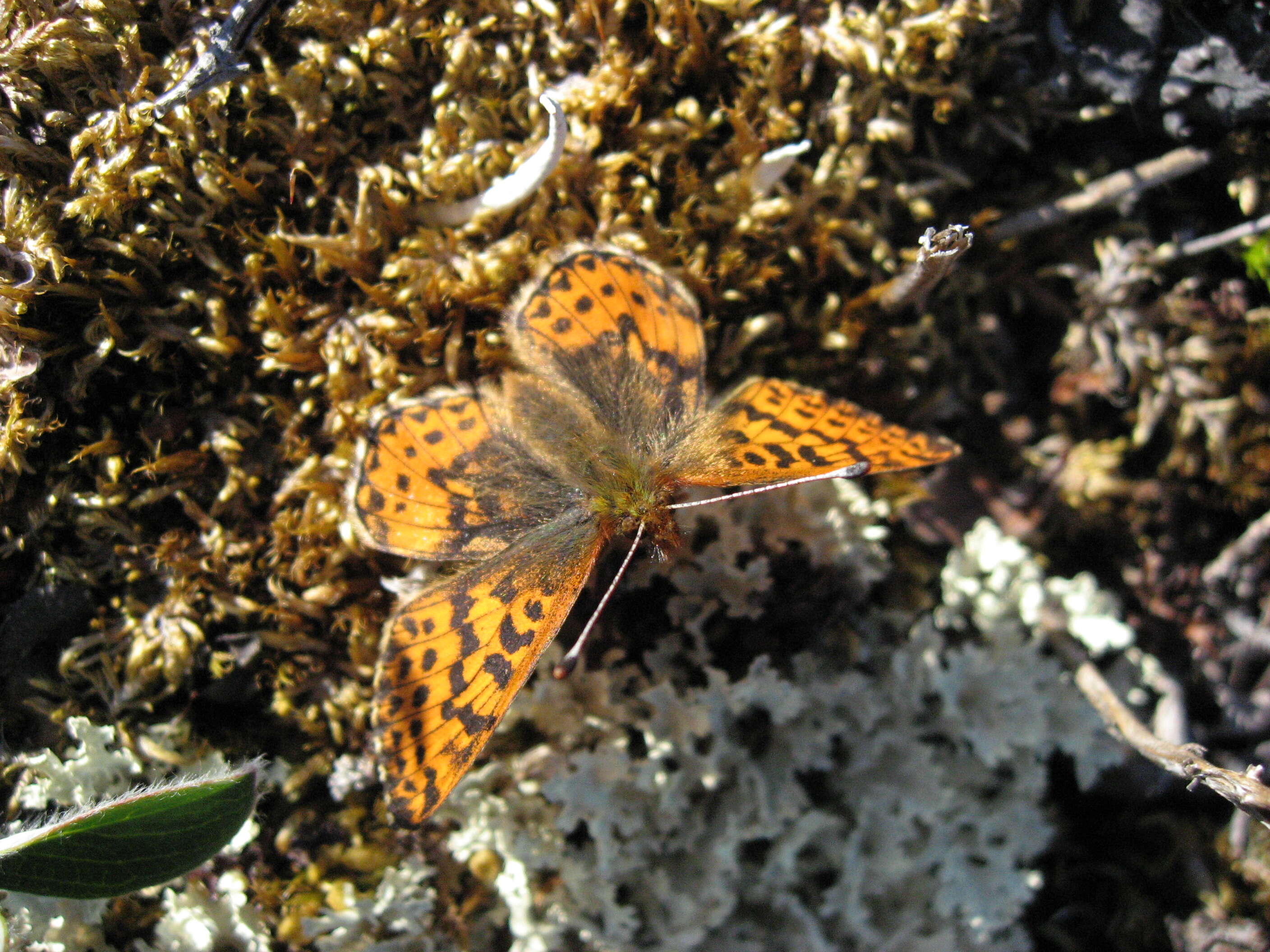 Plancia ëd Boloria chariclea