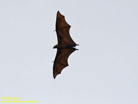 Image of Indian Flying Fox