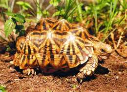 Image of Serrated Tortoise