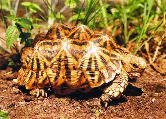 Image of Serrated Tortoise