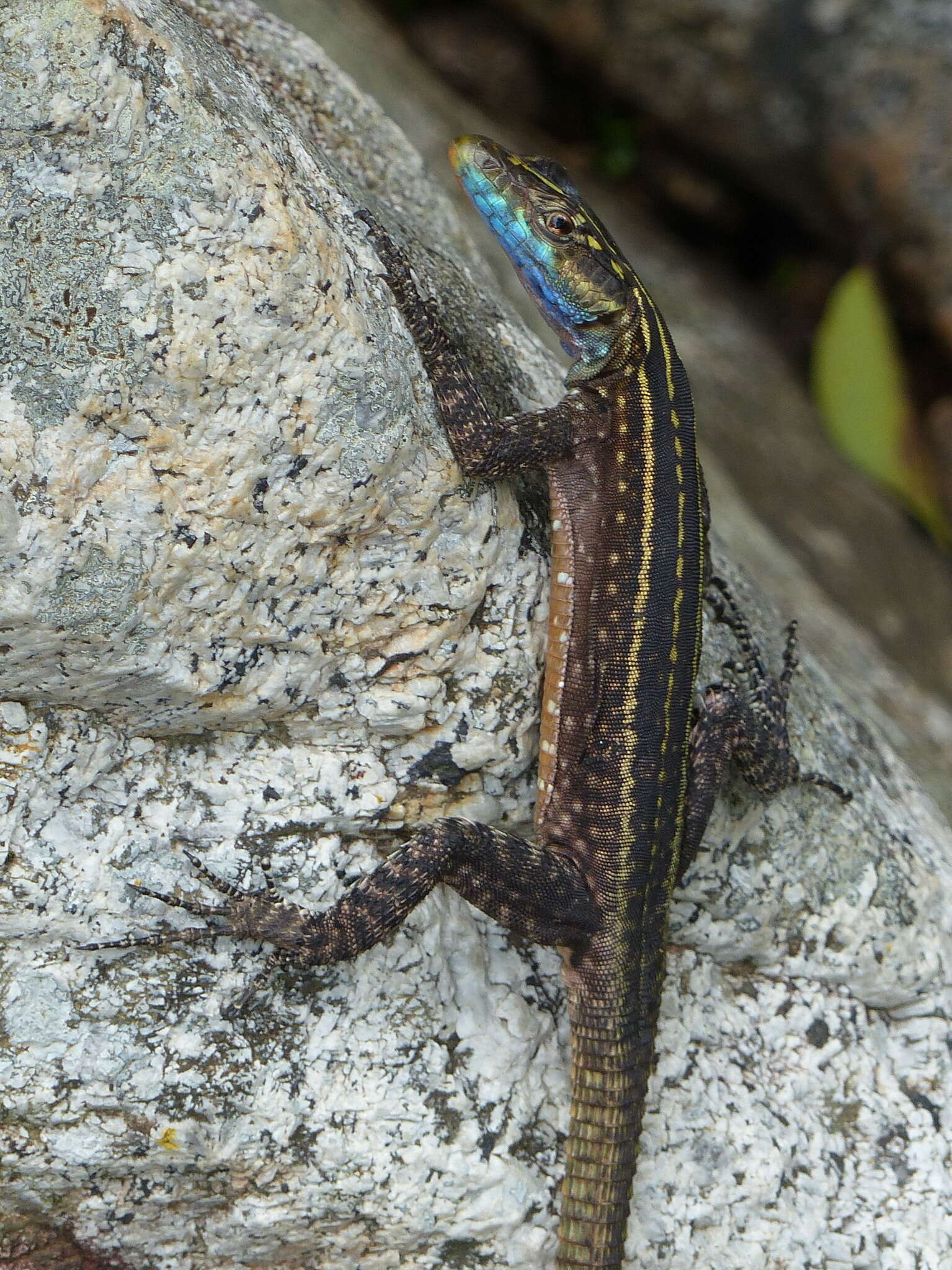 Image of Mitchell's Flat Lizard