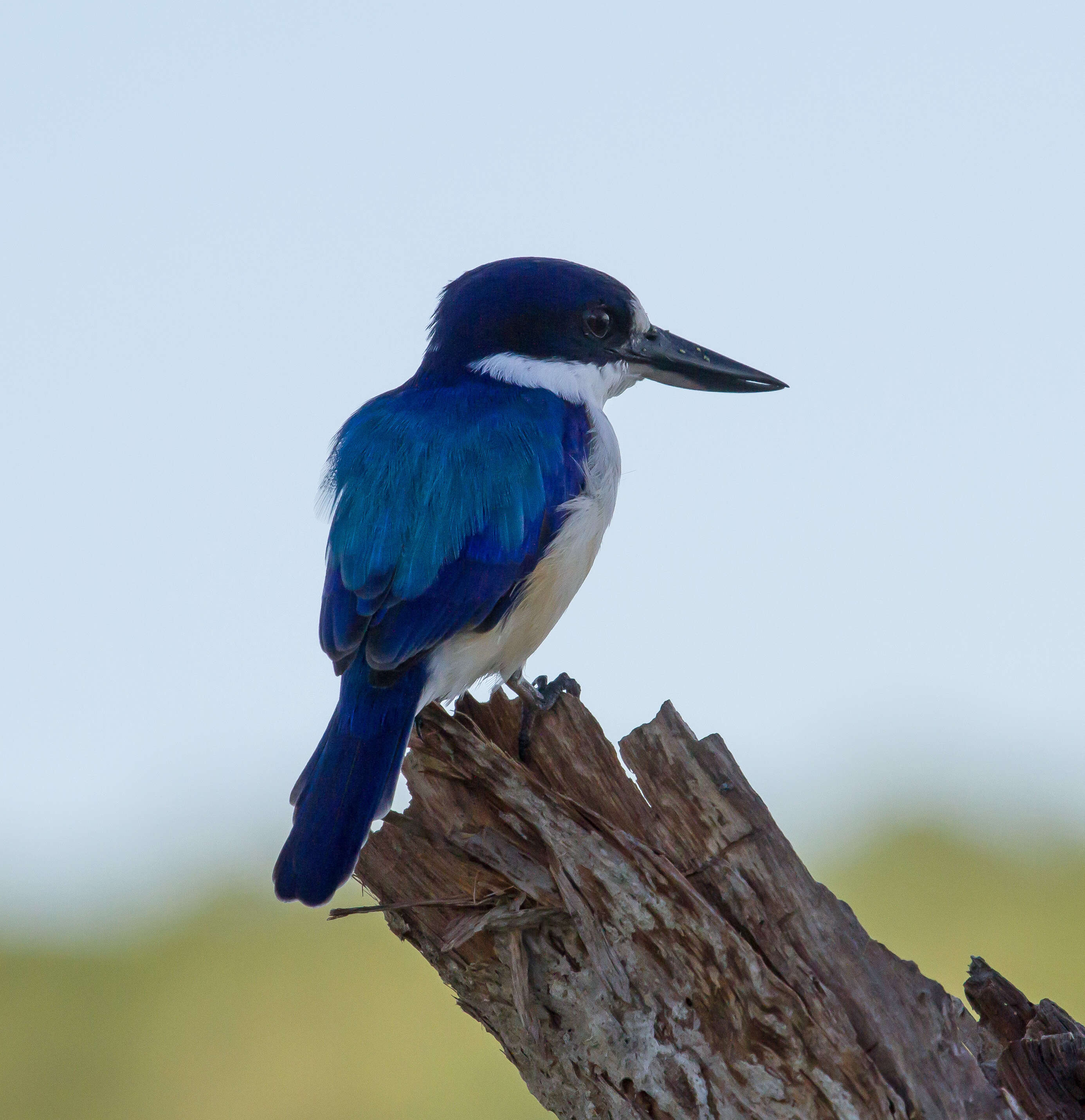 Sivun australianmetsäkalastaja kuva