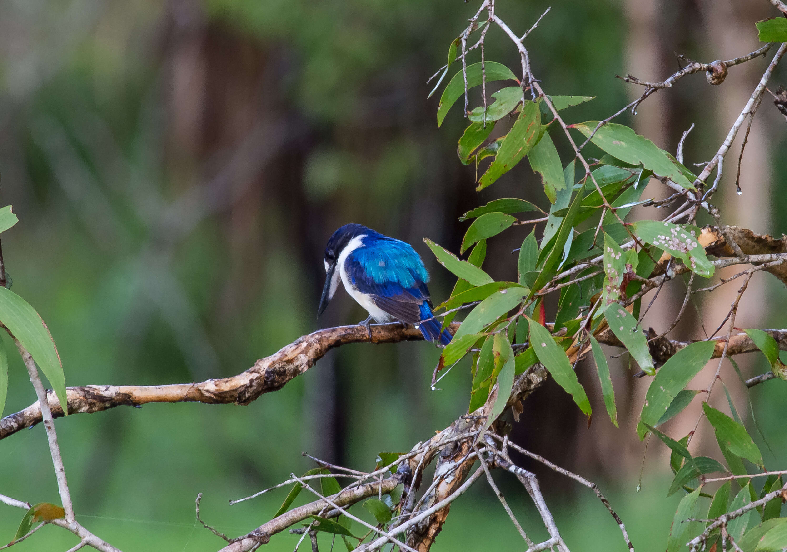 Sivun australianmetsäkalastaja kuva