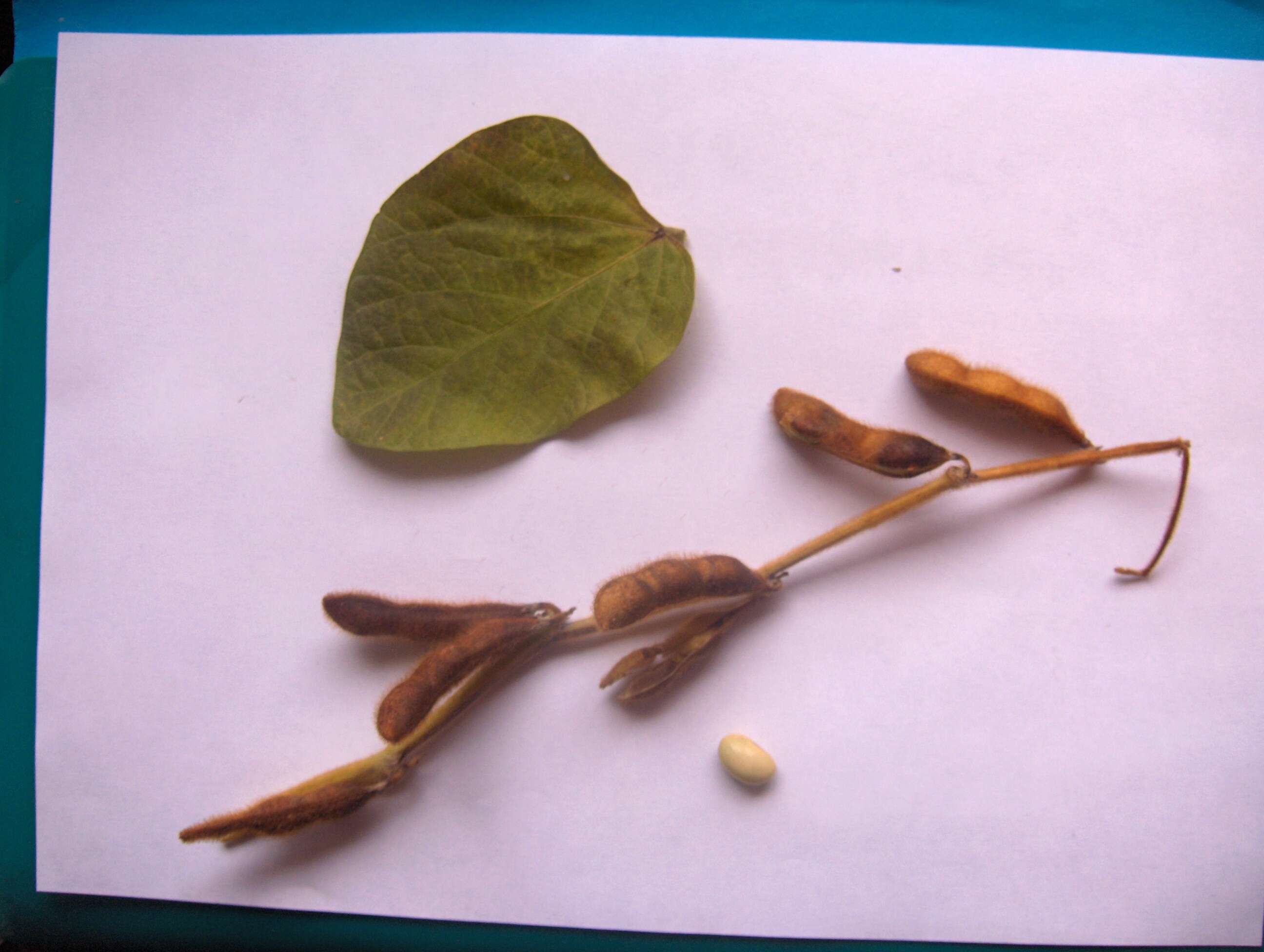 Image of soybean