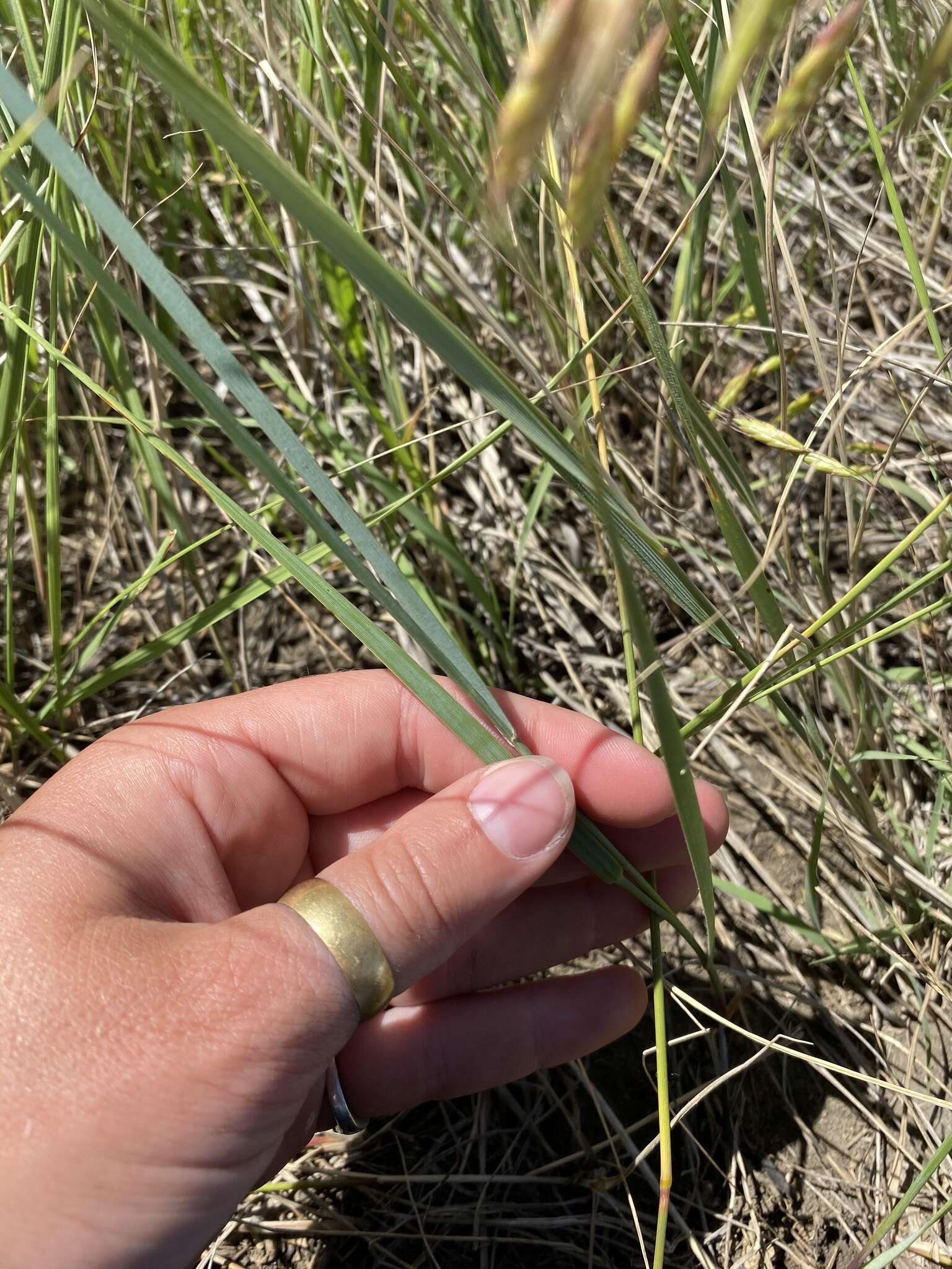 Image of Western-Wheat Grass