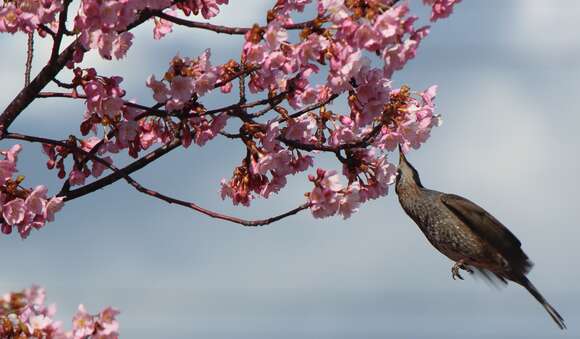 Image of Brown-eared Bulbul