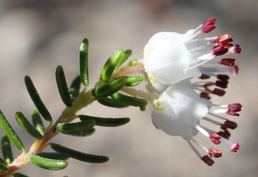 Image of Erica simulans Dulfer