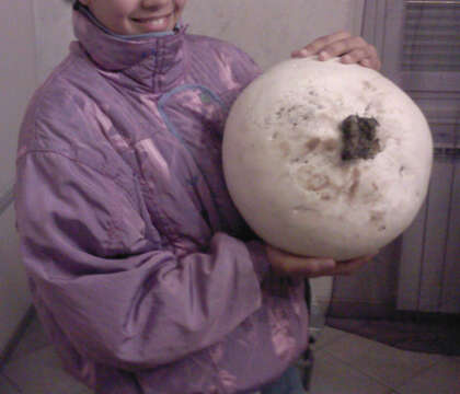 Image of Calvatia gigantea (Batsch) Lloyd 1904