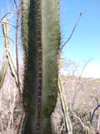 Image of Cereus jamacaru subsp. calcirupicola (F. Ritter) N. P. Taylor & Zappi