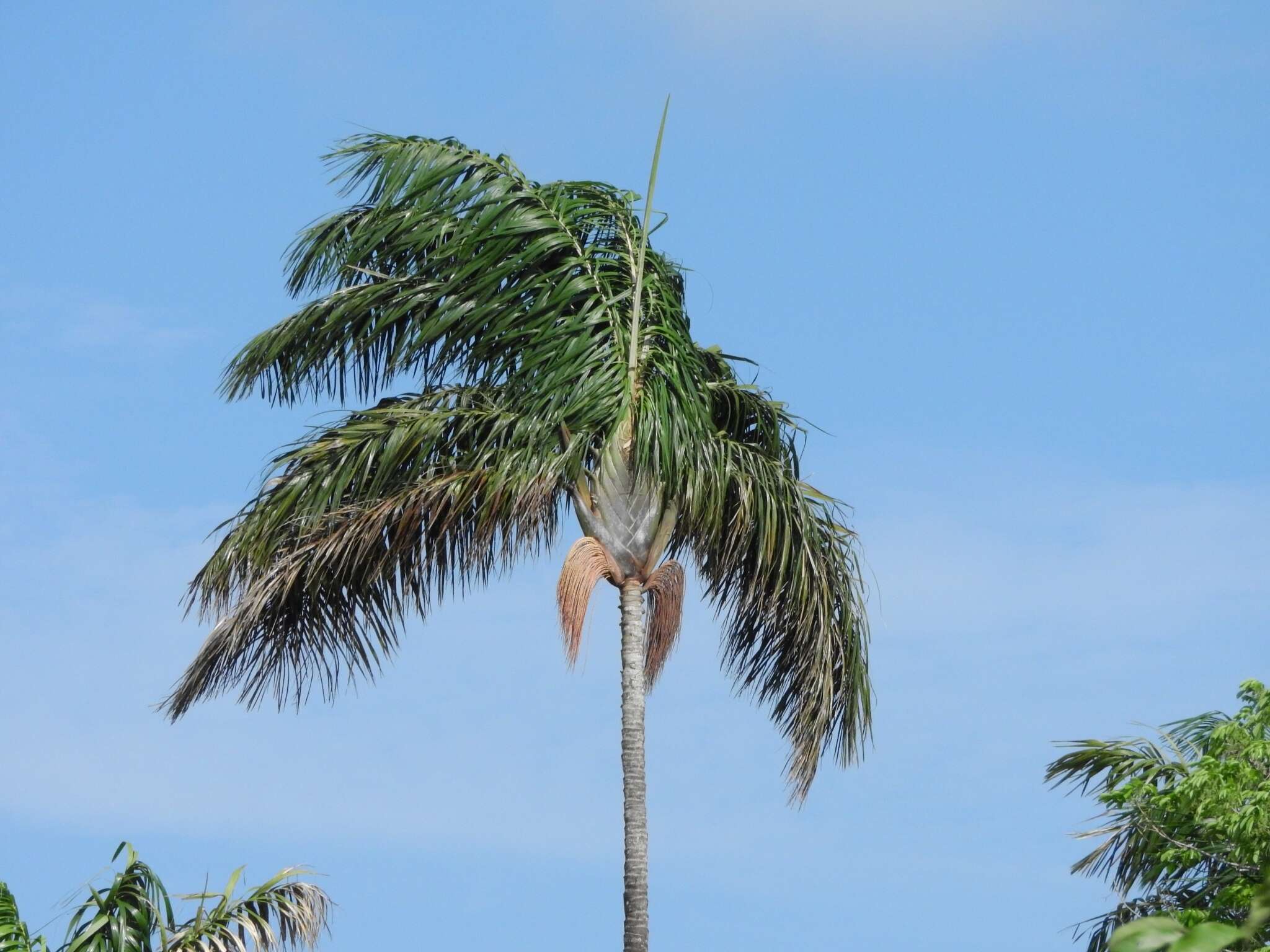 Image de Oenocarpus bacaba Mart.