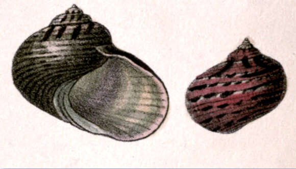 Image de Pseudostomatella papyracea (Gmelin 1791)