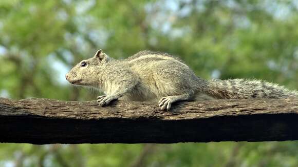 Image of Indian palm squirrel