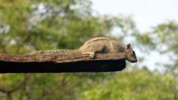 Image of Indian palm squirrel