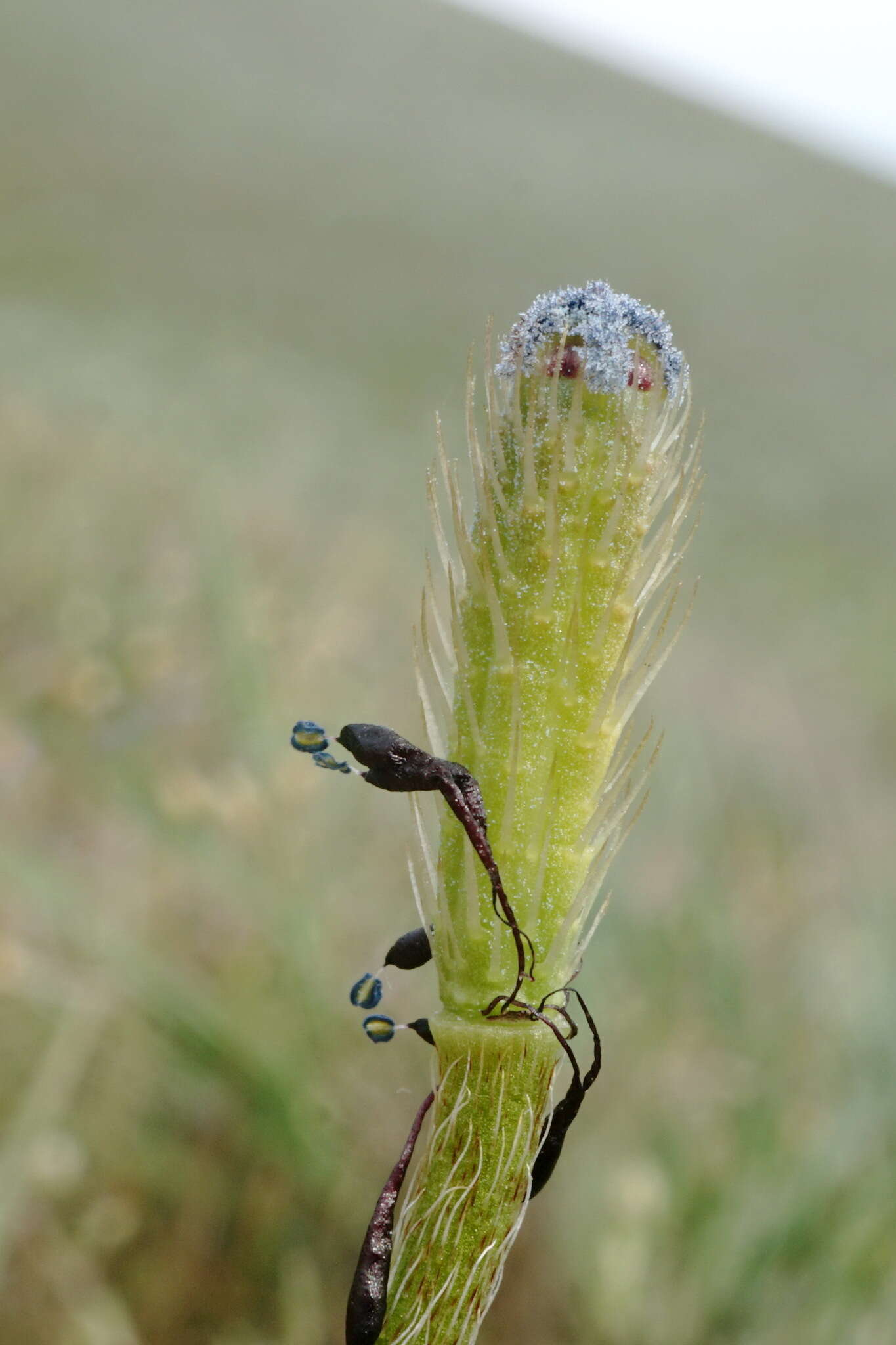 Image of Papaver minus (Bél.) Meikle