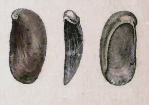 Image of <i>Stomatella auricula</i> Lamarck 1816